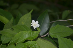 Thunbergia fragrans var. vestita